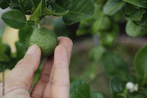 close up of hand picking baby kaffir lime (or bergamot) with green kaffir leaves in background photo