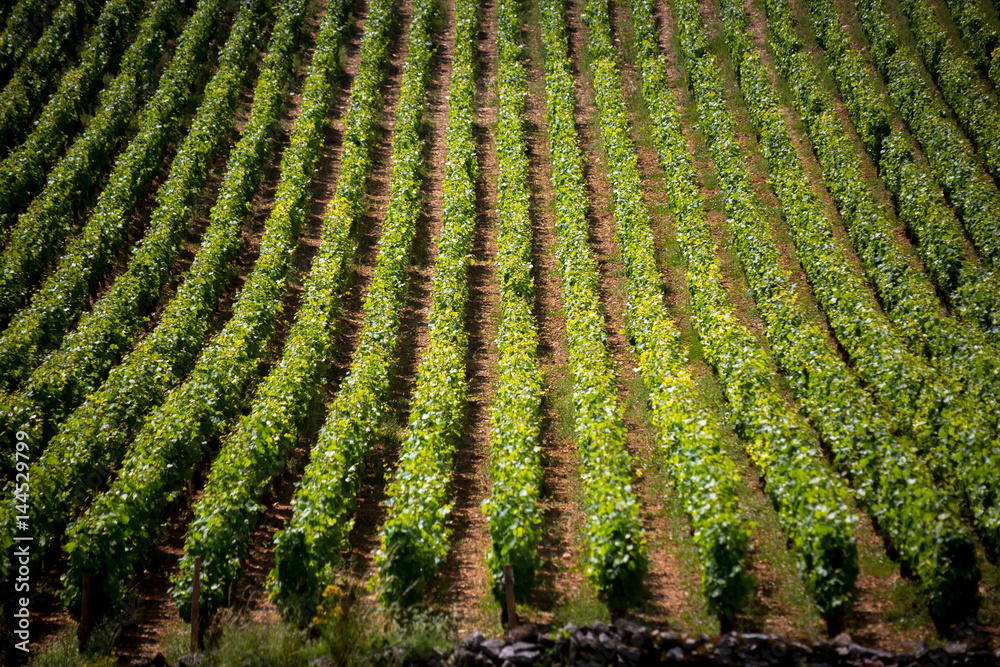 Vignoble de Bourgogne à Mercurey
