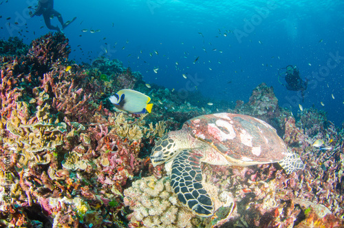 Hawksbill Sea Turtle resting on the coral reef, Scuba diving Undersea
