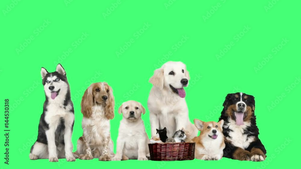 animals on green screen animals on green screen