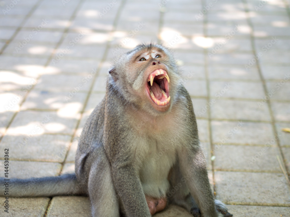 Yawning Cute Fat Macaque Monkey in Uluwatu, Bali, Indonesia Stock Photo |  Adobe Stock