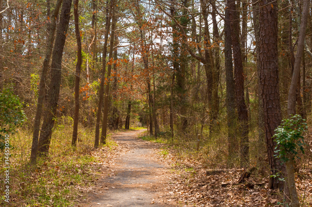 A Trail in the Woods