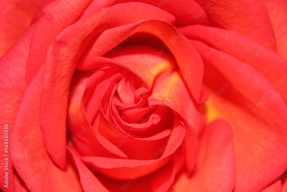Background of bud of red rose, horizontal view. Background of bud of red rose, horizontal view.