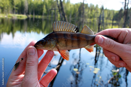 Fototapeta Naklejka Na Ścianę i Meble -  Perch fish in the hands of man on blue water and green forest background, horizontal view.