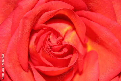 Background of bud of red rose  horizontal view.