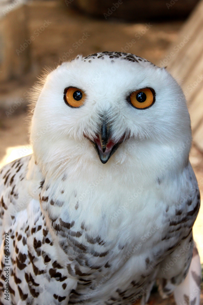 Portrait of white snow polar owl with yellow eyes, vertical view. Portrait of white snow polar owl with yellow eyes, vertical view.