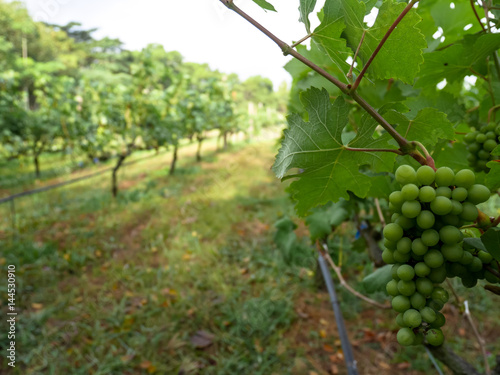 Bunch of green color white grapes fruit in bright vineyard row photo