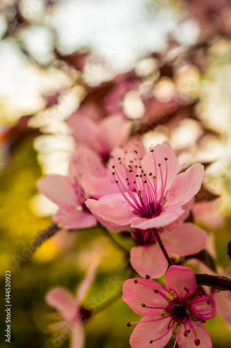 Spring  blossoming flowers