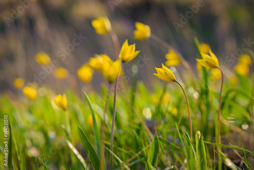 Yellow spring flowers on the meadow. Tulipa Biebersteiniana. Soft focus.