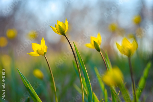 Fototapeta Naklejka Na Ścianę i Meble -  Yellow spring flowers on the meadow. Tulipa Biebersteiniana. Soft focus.