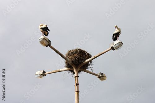 Storks with nest on the street lamp on a grey sky background, horizontal view.