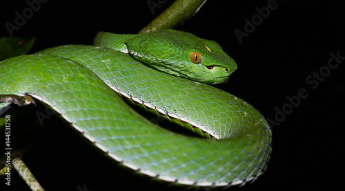 Beautiful green snake, Vogel's Green Pitviper, Trimeresurus [Viridovipera] vogeli photo