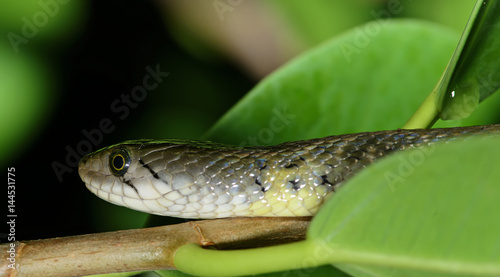 Green snake, Checkered Keelback ( Xenochrophis piscator )