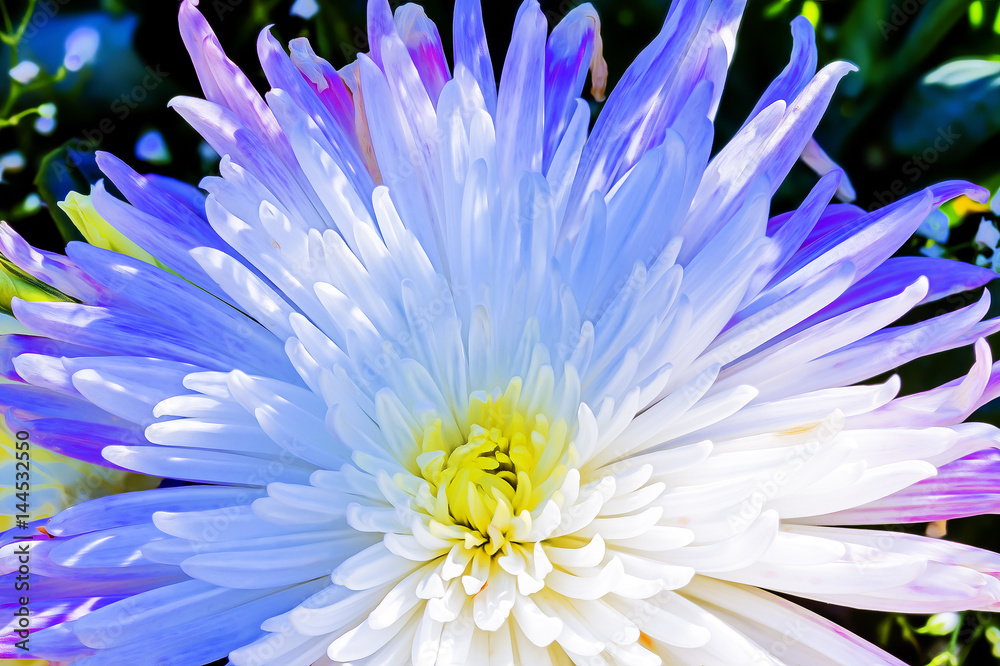 Obraz premium closeup of a white and blue chrysanthemum