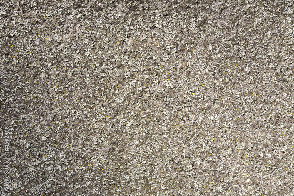 old grungy wall overgrown with moss for backgrounds old grungy wall overgrown with moss for backgrounds