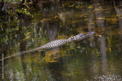An American Alligator swims around in the Florida Everglades National Park