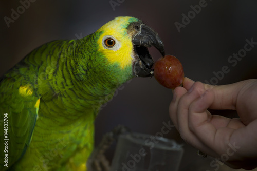 parrot eating red grape