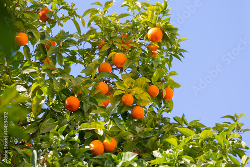 Orange tree with ripe fruits against the blue sky
