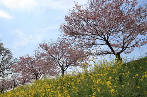 Omoigawa cherry blossoms in Oyama City, Tochigi Prefecture.