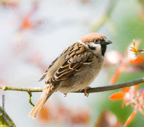 Eurasian Tree Sparrow sitting on a twig