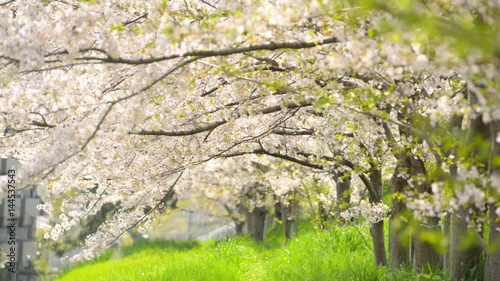 桜