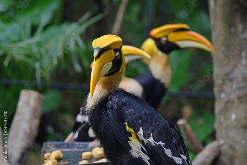 Rhinoceros Hornbill bird