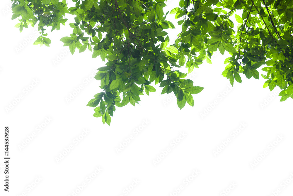 Green leaves hanging on white background Green leaves hanging on white background