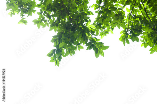 Green leaves hanging on white background