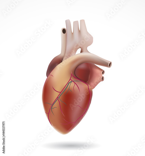 Vector illustration medicine poster with realistic human heart isolated