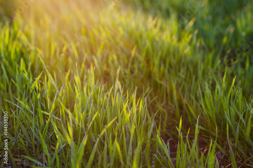 green grass background in sunset light