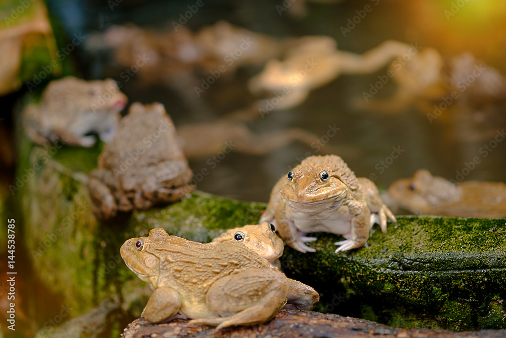 Thai frog in pond.
