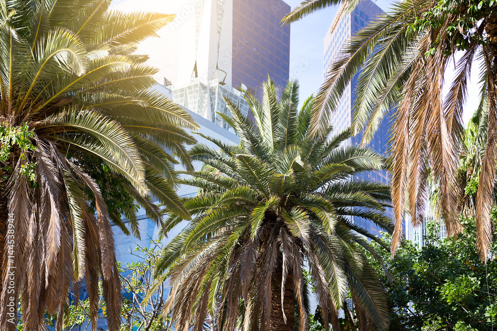 Fototapeta premium Downtown; Palms in a row stand in the background of skyscrapers in the city of Los Angeles