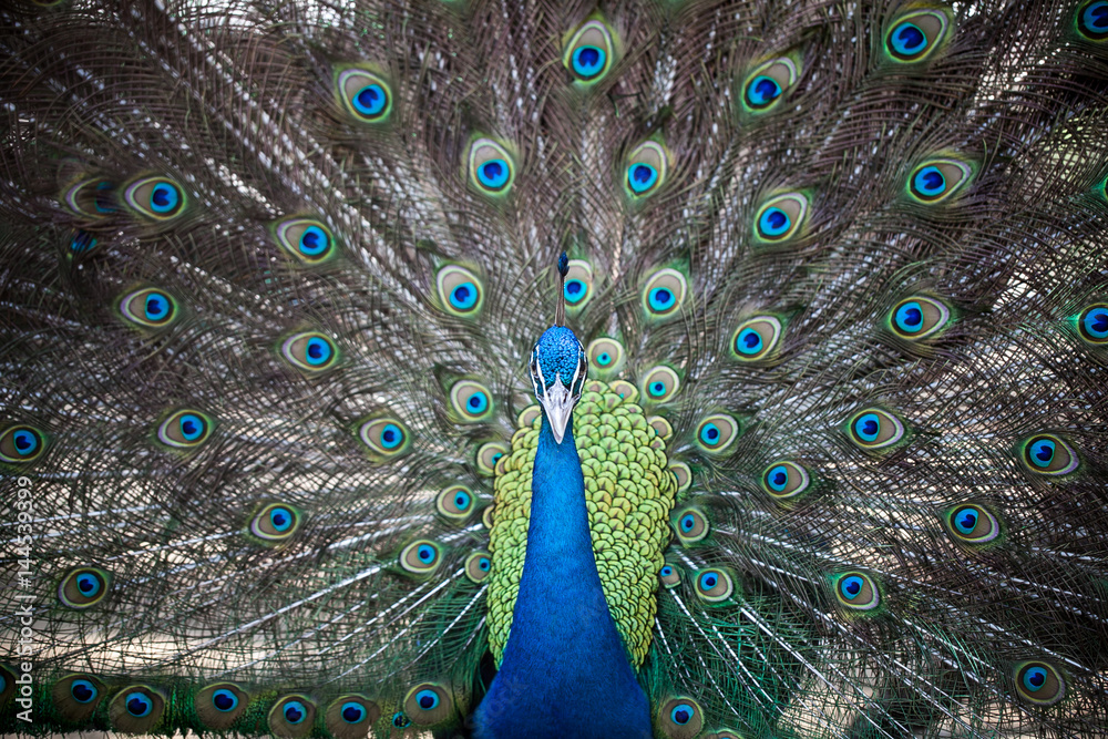 Obraz premium Portrait of beautiful male peacock