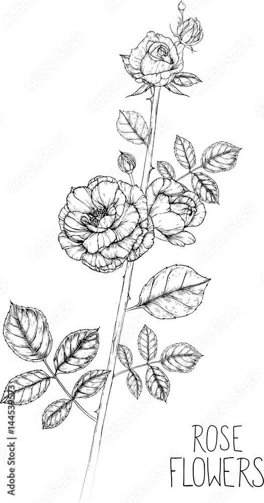Rose flowers drawing illustration vector and clip-art.
