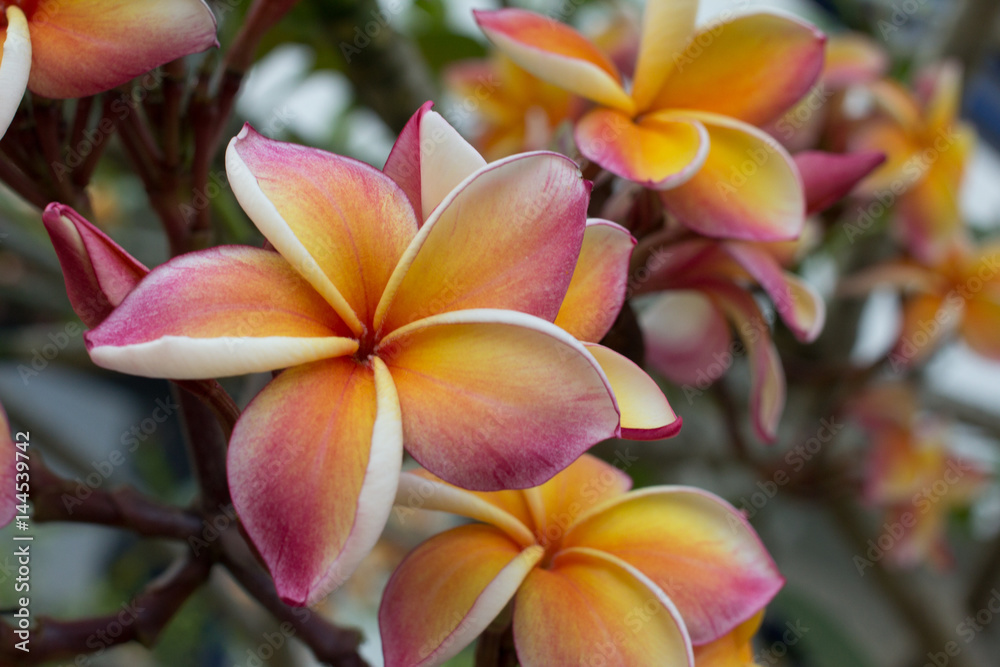Gradient color of frangipani flower in the garden