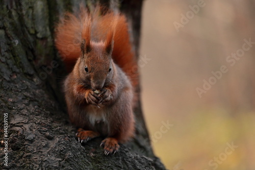 Eichhörnchen   © guesi