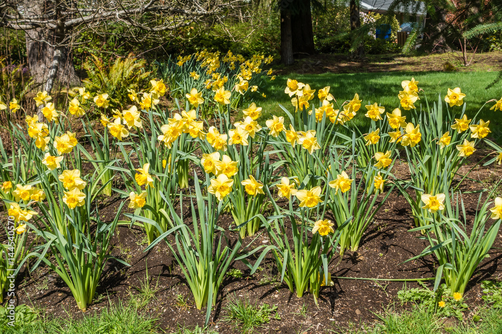 Fototapeta premium Daffodil Abundance 2
