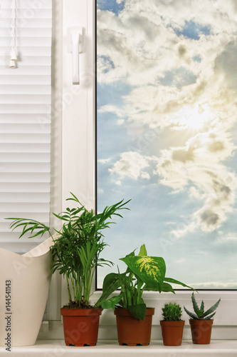 Indoor foliage plants on the windowsill