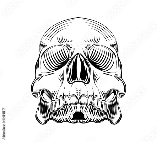 Wallpaper Mural Vector illustration engraved style human skull isolated Torontodigital.ca