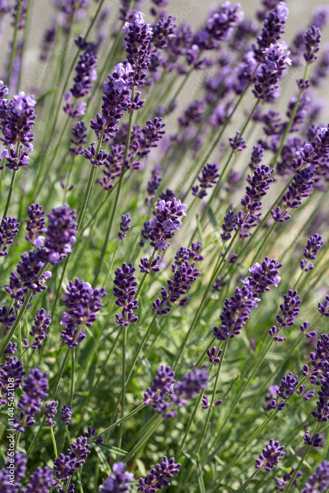 Obraz premium Garden with the flourishing lavender