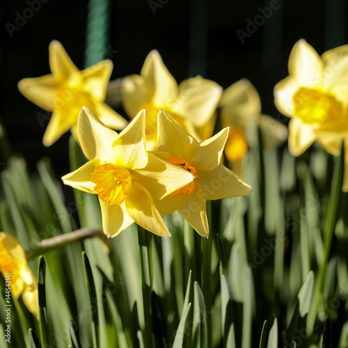 Fototapeta Naklejka Na Ścianę i Meble -  daffodils shallow depth of field springtime
