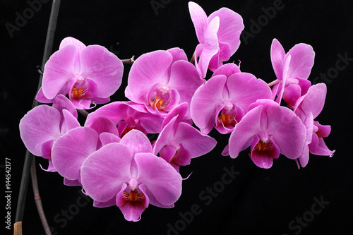 Fototapeta Naklejka Na Ścianę i Meble -  Pink orchid flower isolated on black background