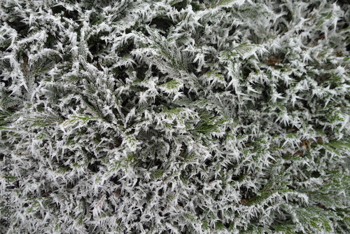 Frosted Hedera Helix in a winter wonderland