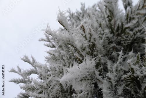 frozen conifer Thuja in a winter garden