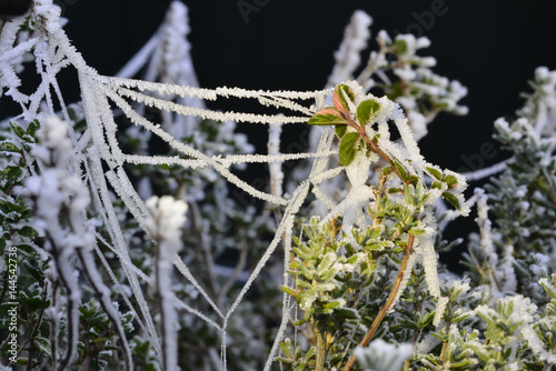 frozen spiderweb in the herb plan Thymus © anjokan