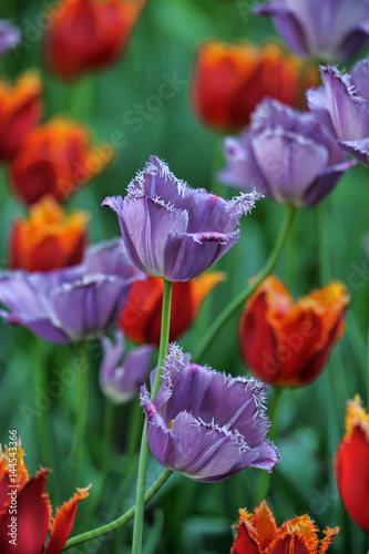 Purple and red tulips on the lawn