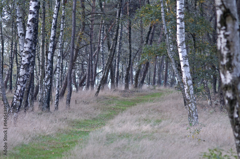Obraz premium Natural park Twiske in Oostzaan, the Netherlands