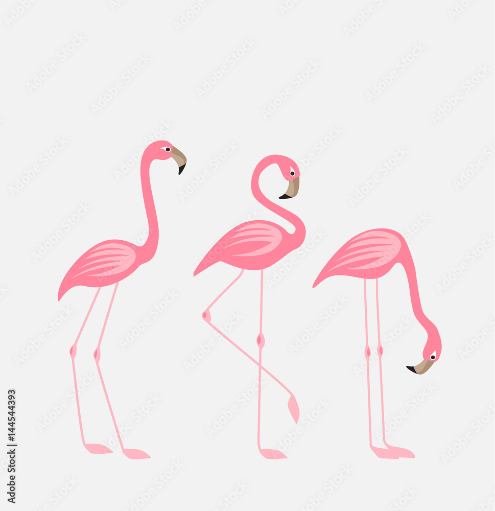 Fototapeta premium Tropical bird flamingos