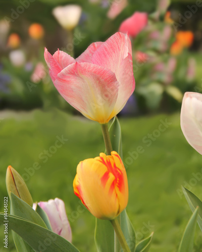 A selection of tulips with a pink one very sharp. The rest are more soft and bokeh in background in garden.