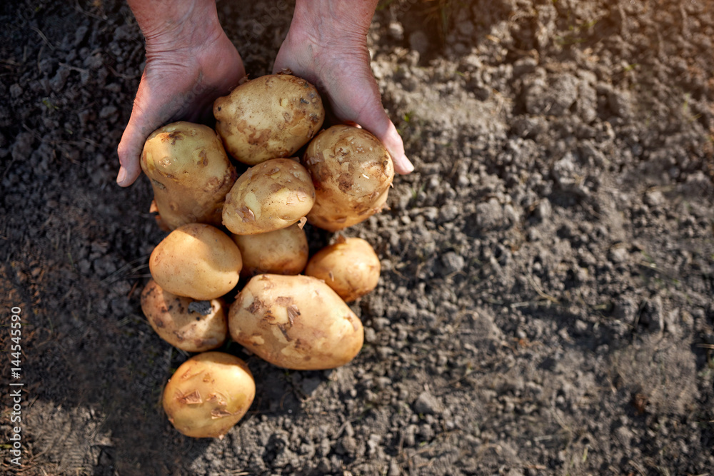 Close up of potatoes in ground Close up of potatoes in ground